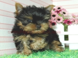 teacup yorkie